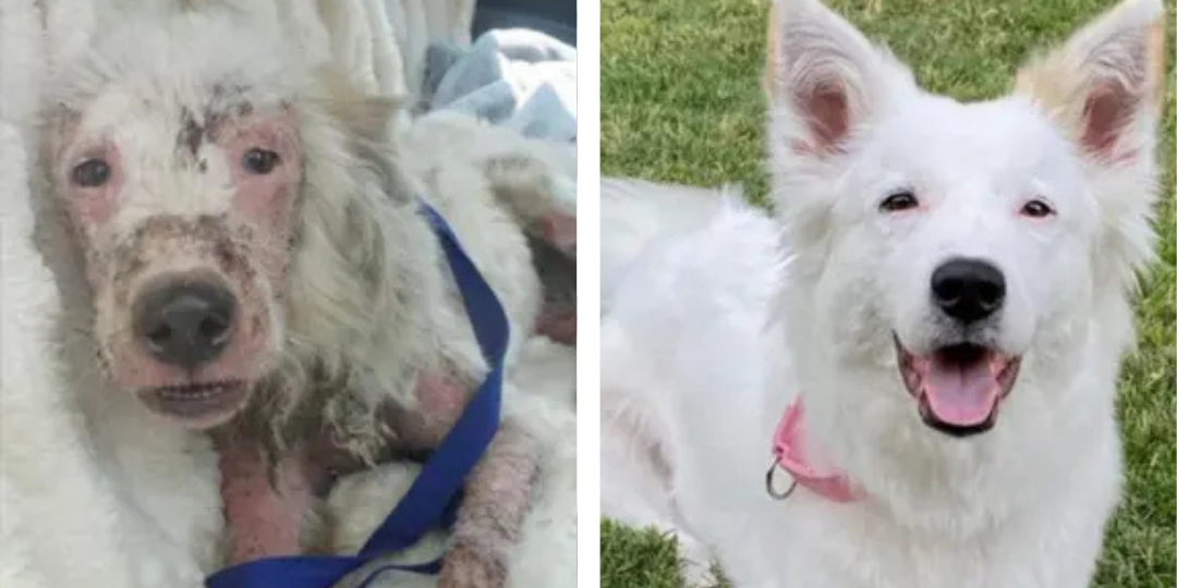 Antes e Depois - Max