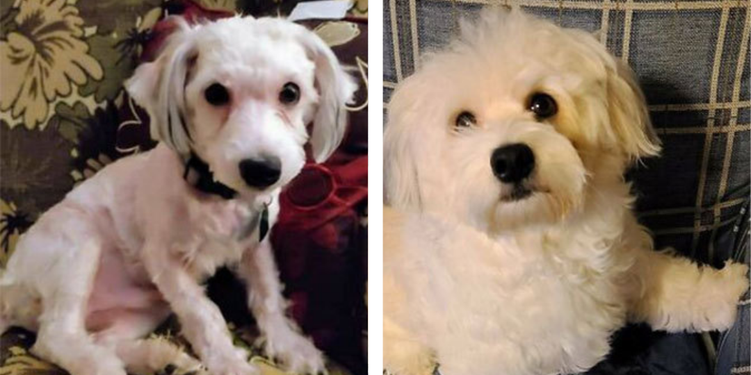 Antes e Depois - Rex