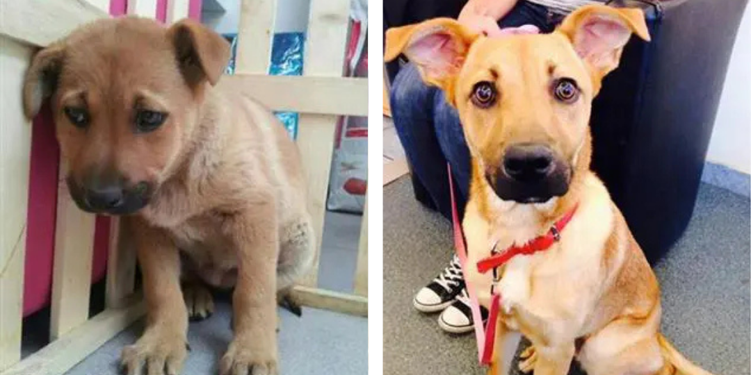 Antes e Depois - Bella