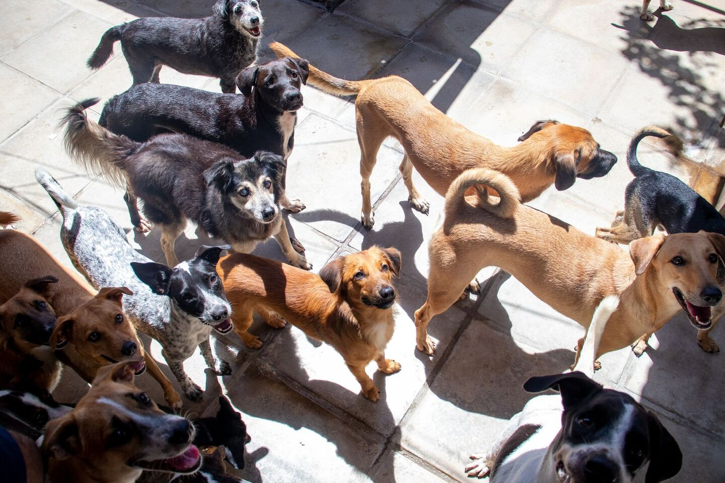 Animais da Casinha da Lalay